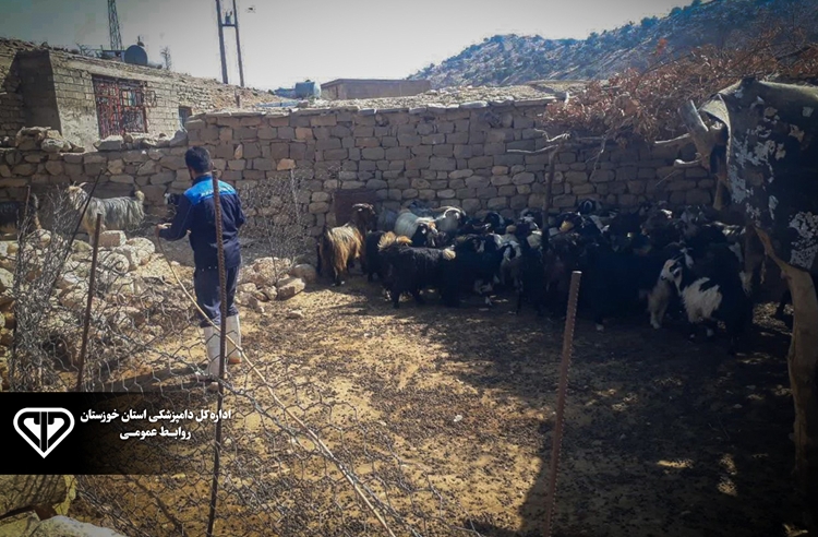 اجرای طرح مبارزه با انگل های خارجی دام در شهرستان اندیکا